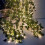 guirlande de feuilles artificielles LED 4