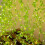 Guirlande lumineuse LED à piles 2