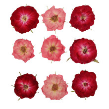 Tastetreasure 40 Pcs Edible Dried Rose Flowers for Cake Decor 20 Red 20 Pi