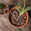 Westland Westland Hydroleca Clay Granules 10L Drainage Media 7