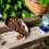 Westland Westland Hydroleca Clay Granules 10L Drainage Media 8