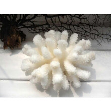 Corail blanc de mer 100% naturel de 12 à 14 cm, corail blanc arborescent