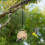 Wrought Iron Birdcage Feeder with Transparent Window 2