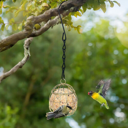 Wrought Iron Birdcage Feeder with Transparent Window 1