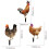 Acryl gras kippen tuindecoratie 2