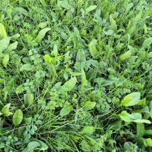 Rolawn Biodiverse Turf 1m² roll - 20 pack