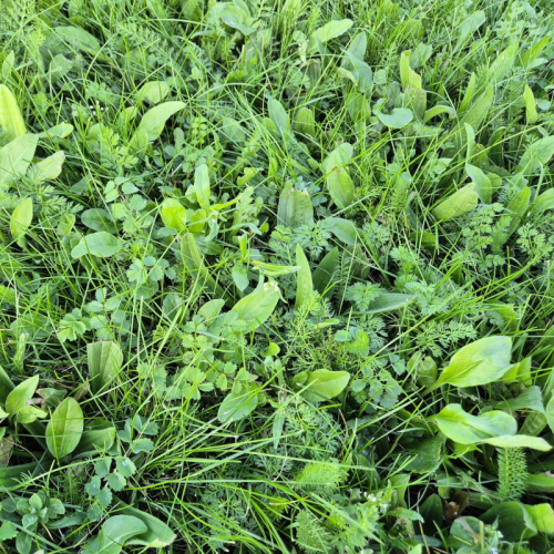 Rolawn Biodiverse Turf 1m² roll - 20 pack