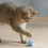 Jouet électrique pour chat CatChase, bleu 1