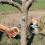 Baumringschneider, verstellbares Gartenschneidewerkzeug 4