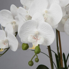 Trendy winkel met kunstorchideeën, decoratief zoals echte bloemen. Gemakkelijk te gebruiken.