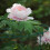 Blumenhalterringe mit 3 Beinen 4