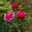 Blumenhalterringe mit 3 Beinen 5