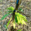 Weed Puller Stand- Tool with Engineering Plastic Weeding  and Foot Pedal Garden Grass Root Remover Shovel 7