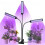 Kasvien kasvulamppu 315LED StoreGD 5