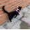Coleira ajustável para gatos, rosa 5