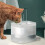 Distributore d'acqua per animali, 1 litro 2