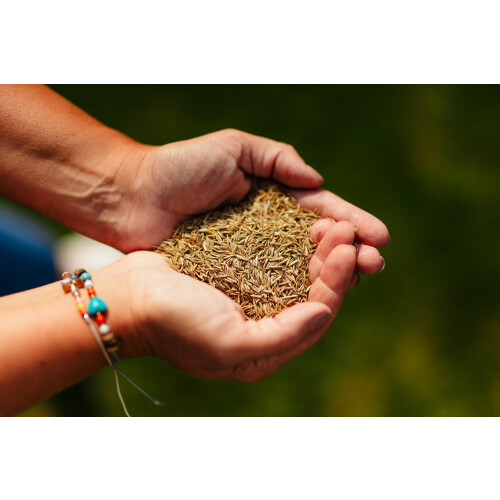 Rolawn Medallion Premium Lawn Seed 1 Kg 1