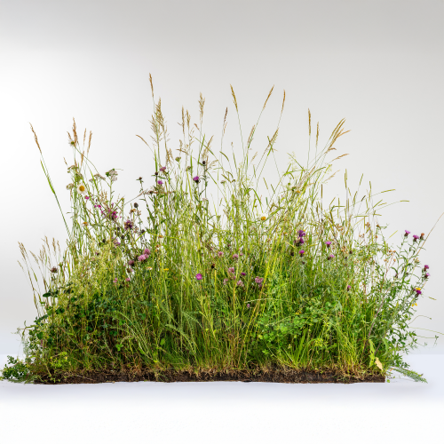 Wildflower Turf Shade Tolerant - 30 pack 2