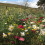 Wildflower Turf Native Enriched - 20 pack 2