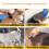 Brosse déshedding chien 2025, poils longs 6