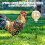 Interactive Slow Feed Chicken Pecking Toy Release, with Spring & Stake 5