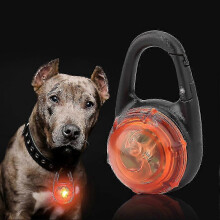 Collier pour chien à LED, pendentif de sécurité lumineux pour la nuit, orange