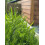 Rolawn Biodiverse Turf 1m² roll - 40 pack 3