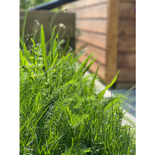 Rolawn Biodiverse Turf 1m² roll - 40 pack 2