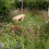 Wildflower Turf Landscape 34 - 10 pack 1