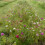 Wildflower Turf Native Enriched - 40 pack 1