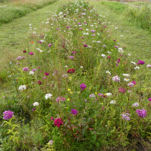 Wildflower Turf Native Enriched - 40 pack