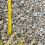 Rolawn Moonstone Chippings 20mm Bulk Bag 5