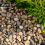 Rolawn Scottish Pebbles 20-40mm Bulk Bag 4