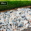 Rolawn® Blossom Chippings 20mm Bulk Bag 4