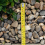 Rolawn® Rounded Lydd Pebbles 20mm Bulk Bag 5