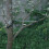 Fruit Tree Limb Spreader, Branch Puller with Hose Protection for Gentle Training and Healthy Growth 30 PCS 3