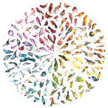 Ravensburger Adult Puzzles Bird Colour Wheel - Ages 10+