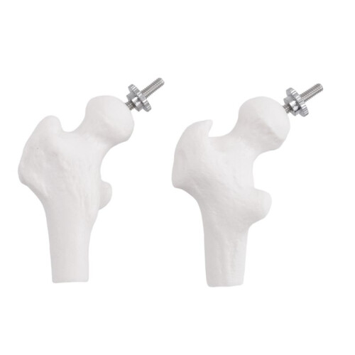 45Cm with Pelvic Human Anatomical Anatomy Spine Spinal Column Model Teaching Resources for Students 1