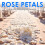 500 Rose petals  scattered white decoration Wedding Party 3