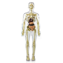 3D Menselijk Lichaam Torso Model Anatomie Model Skelet, Menselijk Lichaam Model, Verwijderbare Onderdelen, DIY Skelet Speelgoed