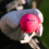 Srixon SOFT FEEL LADY Golf ball for ladies |Low compression and easy 6