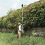 ECKMAN 9ft Hedge Trimmer Double Blade Garden Tool 3