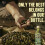 Filippo Berio Extra Virgin Special Selection Olive Oil 500ml 2