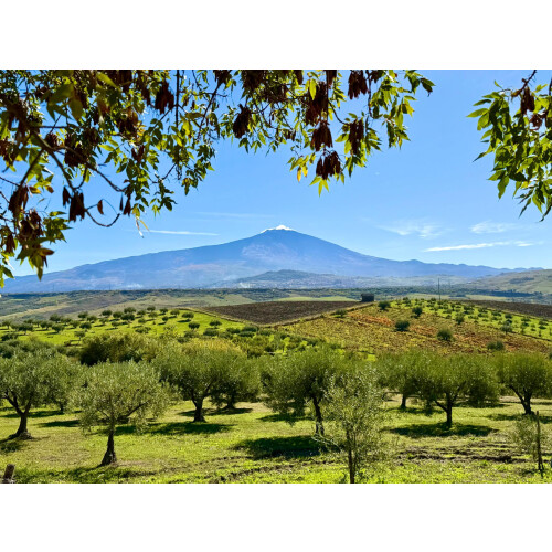 Volcanic Grown High Polyphenol Extra Virgin Olive Oil Monte Etna 2