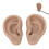 Soft Flexible Ear Training Tool For Piercer Students And Artists Light skin tone 9