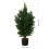 Living And Home 90cm Decorative Artificial Cypress Tree in Pot 5