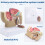 1:2 Male Pelvic Sagittal Section Testicular Prostate Bladder Rectal Urinary System Model 3