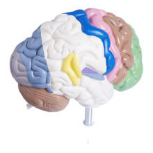 Anatomisch Model van de Menselijke Halve Hersenen, Levensgroot Anatomisch, Hersenmodel, Medisch Hulpmiddel voor Onderwijsdoeleinden, Model van de