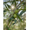 Volcanic Grown High Polyphenol Extra Virgin Olive Oil Monte Etna 4