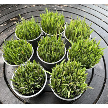 Ready-to-Eat Cat Grass – Fresh Live Plants for Cats, Rabbits, Guinea Pigs & Smal